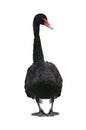 Black swan Royalty Free Stock Photo