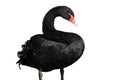 Black swan isolated on white background Cygnus atratus. Beautiful west australian black swan Royalty Free Stock Photo