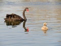 A black swan and its cute cygnet swimming in lake in winter in Beijing, China Royalty Free Stock Photo