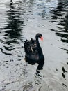 Close-up of black swan swimming in lake. Black Swans floating on water