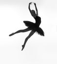 Black swan in a jump Royalty Free Stock Photo