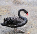 Black swan Royalty Free Stock Photo