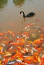 Black swan and koi in Chengdu, China