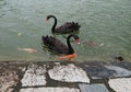 Black Swan, Koi Fish and Tortoise