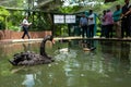 A black swan at the Kuala Lumpur Birdpark Royalty Free Stock Photo