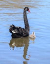 Black swan in a lake Royalty Free Stock Photo