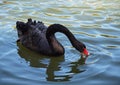 Black swan on a lake