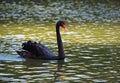 Black swan on a lake