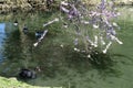 Black Swan on Lake, The Friars - Aylesford Priory, Maidstone, Kent, England, UK Royalty Free Stock Photo