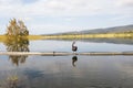 A Black Swan on a lake Royalty Free Stock Photo