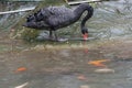 Black Swan beside a lake