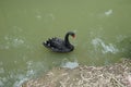 Black Swan on the lake in park. Ornitology background.