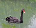 Black swan on the lake