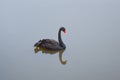 Black swan on a lake Royalty Free Stock Photo