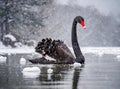 A black swan in a lake, winter and snow