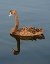 A black swan at Lakes Enterance Royalty Free Stock Photo