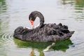 Black swan bird on water close-up Royalty Free Stock Photo