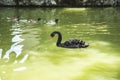 The black swan is a large waterbird, a species of swan Royalty Free Stock Photo