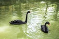 The black swan is a large waterbird, a species of swan Royalty Free Stock Photo