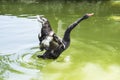 The black swan is a large waterbird, a species of swan Royalty Free Stock Photo