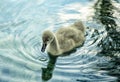 Black swan little cygnet on water Royalty Free Stock Photo