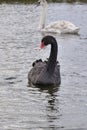 Black Swan Looking strait to the camera