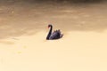 Black Swan male playing in water in park with bright sunlight. Royalty Free Stock Photo