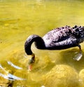 Black Swan, mourning Swan, See, Lake, Bild on the lake