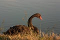 BLACK SWAN Royalty Free Stock Photo