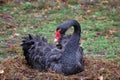 Black Swan on Nest Royalty Free Stock Photo