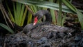 Black Swan Nesting in the Park Royalty Free Stock Photo