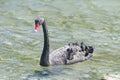 Black Swan, New Zealand