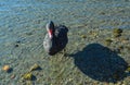 Black Swan at Ohrid Lake