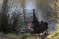 Black swan pair at Adventure Bay on Bruny Island