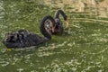 Black Swan Pair on a green pond