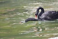 The black swan in the park is mating