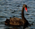 Black Swan of Perth Royalty Free Stock Photo