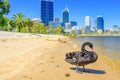 Black Swan and Perth skyline Royalty Free Stock Photo