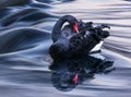 The Black Swan Royalty Free Stock Photo