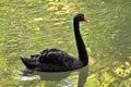 Black swan in a pond