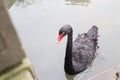 The black swan in the pond