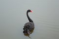 Black swan on a pond Royalty Free Stock Photo