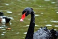 Black Swan. Black swan in the pond. Royalty Free Stock Photo