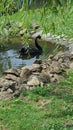 Black swan Royalty Free Stock Photo