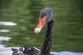 Black swan portrait Royalty Free Stock Photo