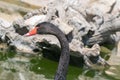 Black swan portrait. Royalty Free Stock Photo