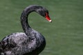 Black Swan portrait Royalty Free Stock Photo