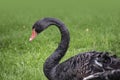 Black swan. Portrait of Cygnus atratus in the meadow Royalty Free Stock Photo