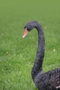 Black swan. Portrait of Cygnus atratus in the meadow Royalty Free Stock Photo