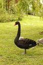 Black swan portrait cygnus atratus Royalty Free Stock Photo